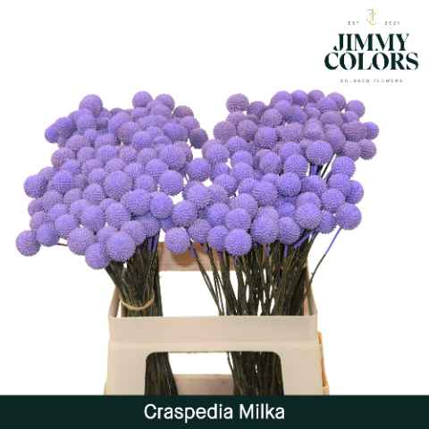 Срезанные цветы оптом Craspedia paint milka от 50шт из Голландии с доставкой по России