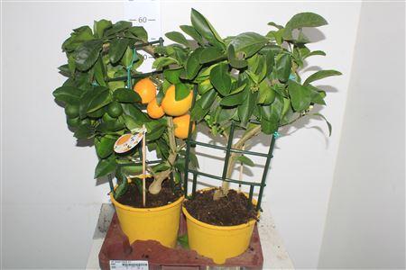 Горшечные цветы и растения оптом Citr Meyeri Meyer 3+ от 2шт (для телеги) из Голландии с доставкой по России