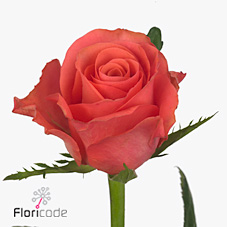 Срезанные цветы оптом Rosa large pink tacazzi+ от 40шт из Голландии с доставкой по России