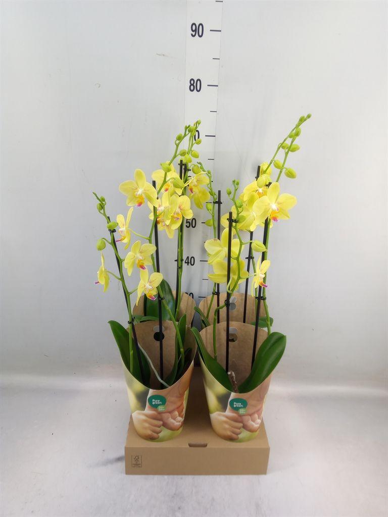 Горшечные цветы и растения оптом Phalaenopsis   ...yellow от 4шт' из Голландии с доставкой по России