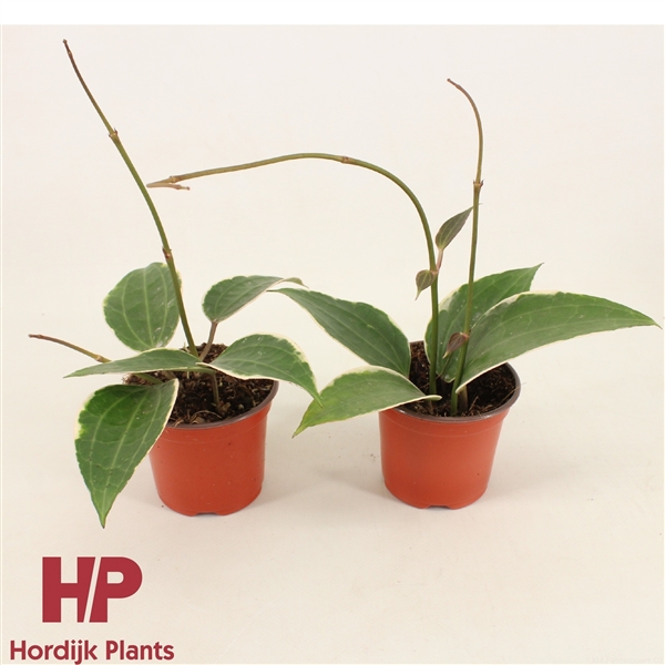 Горшечные цветы и растения оптом Hoya Latifolia Albomarginata от 14шт (для телеги) из Голландии с доставкой по России