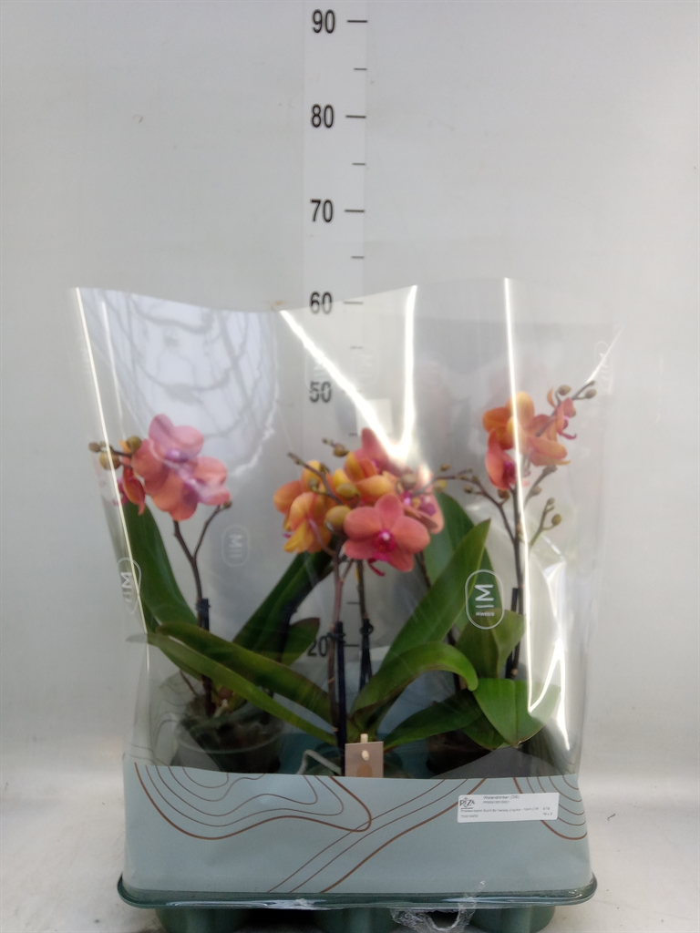 Горшечные цветы и растения оптом Phalaenopsis   ... от 3шт из Голландии с доставкой по России