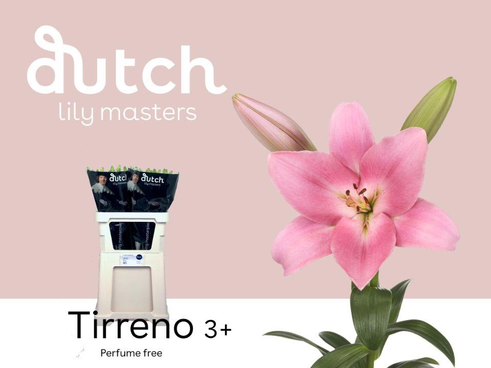 Срезанные цветы оптом Lilium la tirreno от 60шт из Голландии с доставкой по России