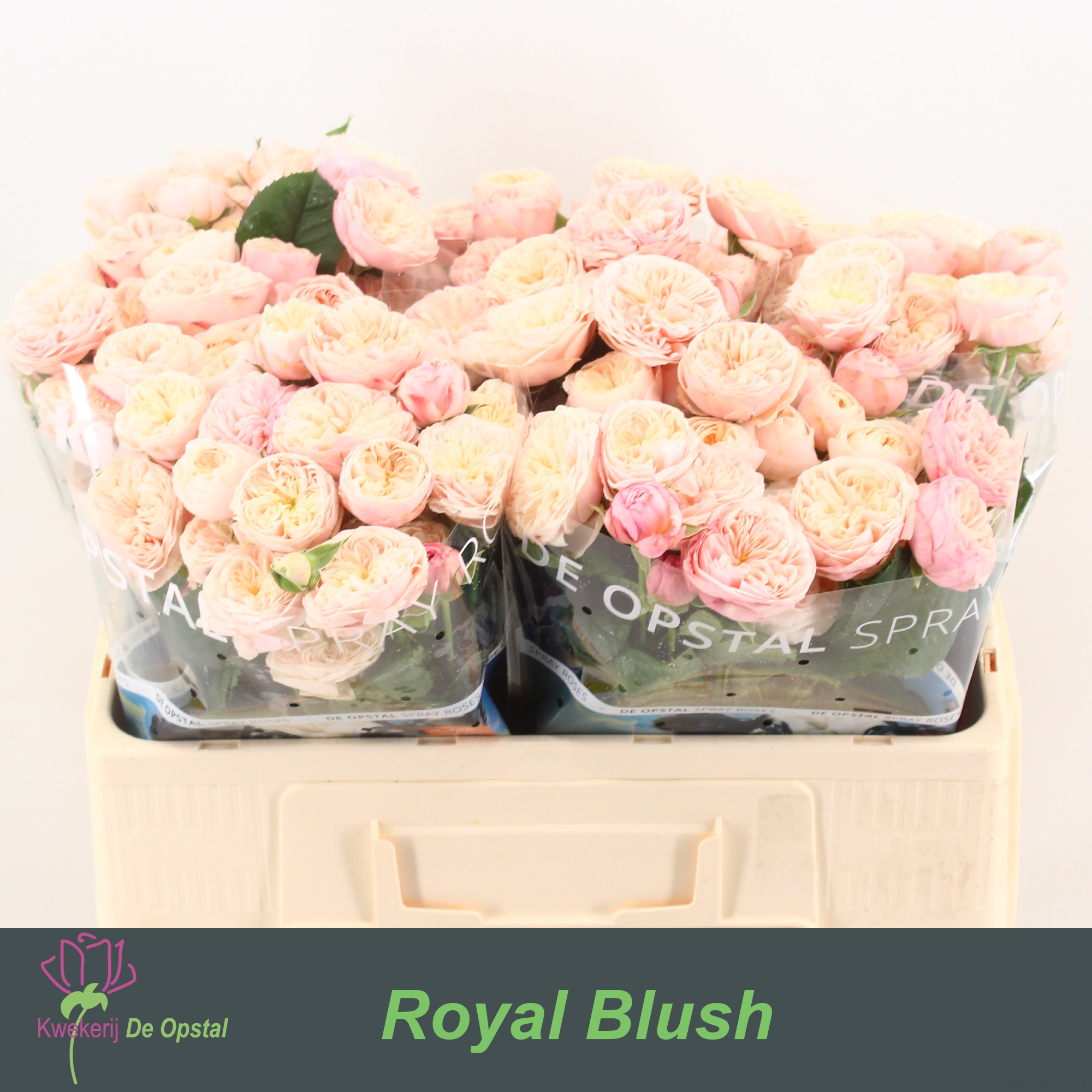 Срезанные цветы оптом Rosa spray royal blush от 50шт из Голландии с доставкой по России