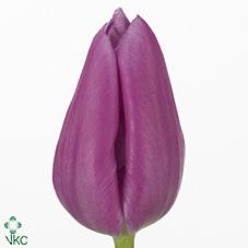 Срезанные цветы оптом Tulipa si donau от 150шт из Голландии с доставкой по России