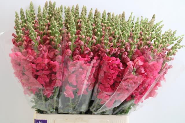 Срезанные цветы оптом Antirrhinum fuchsia от 100шт из Голландии с доставкой по России