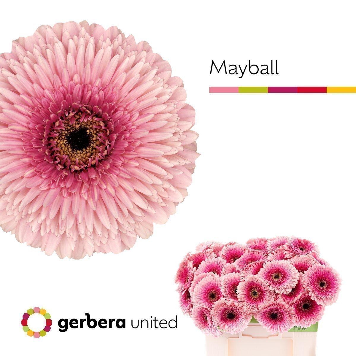 Срезанные цветы оптом Gerbera gerponi mayball от 50шт из Голландии с доставкой по России