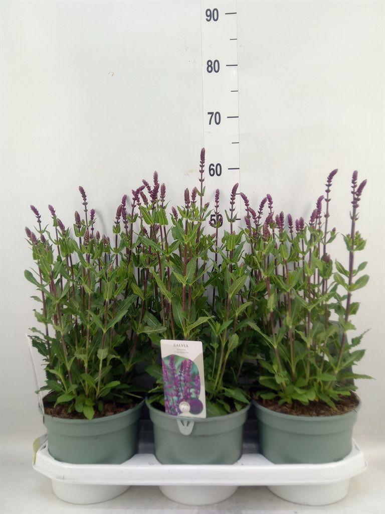 Горшечные цветы и растения оптом Salvia Nemorosa от 3шт из Голландии с доставкой по России