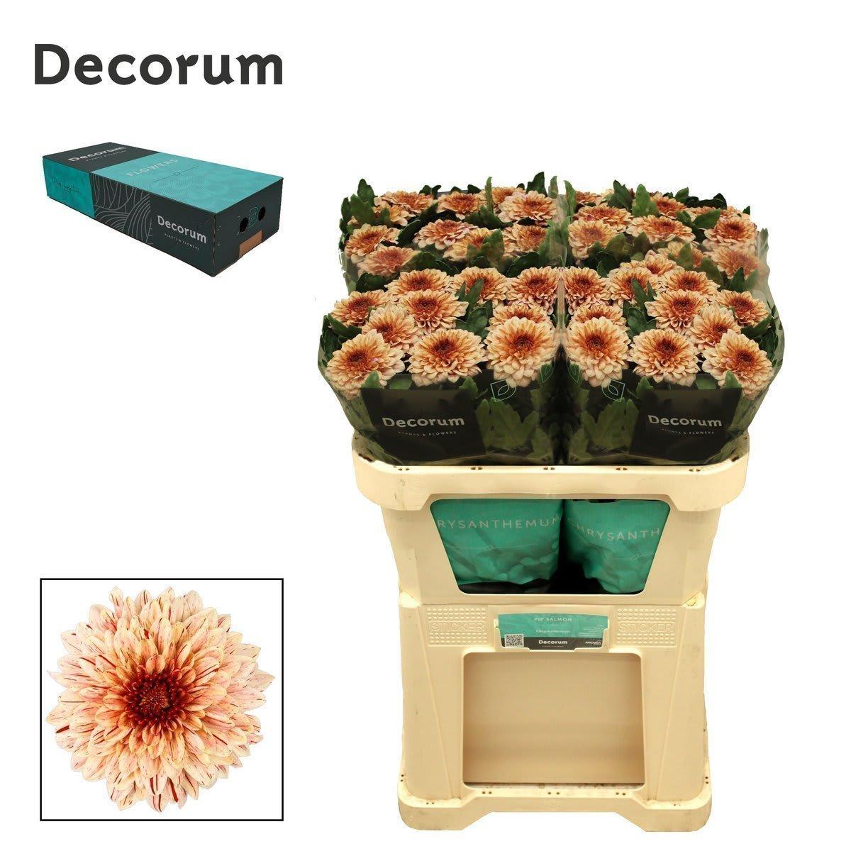 Срезанные цветы оптом Chrys bl pip salmon от 120шт из Голландии с доставкой по России