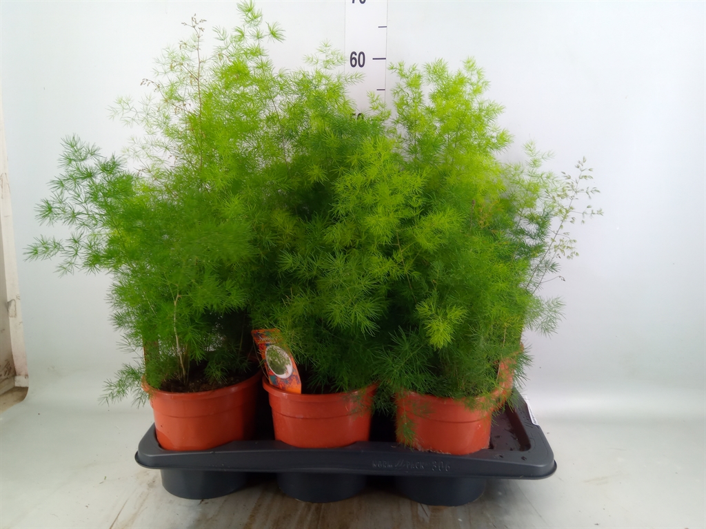 Горшечные цветы и растения оптом Asparagus Umbellatus от 6шт из Голландии с доставкой по России