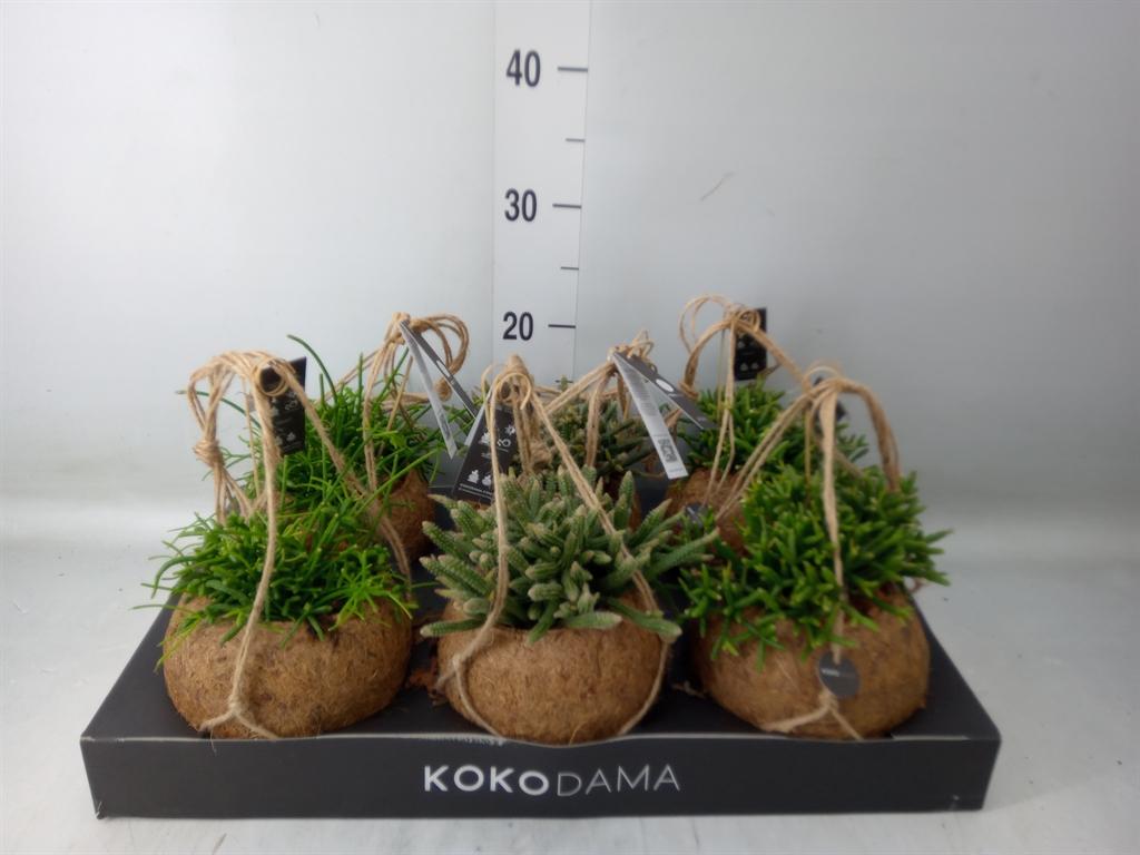 Горшечные цветы и растения оптом Rhipsalis   ...mix от 6шт из Голландии с доставкой по России