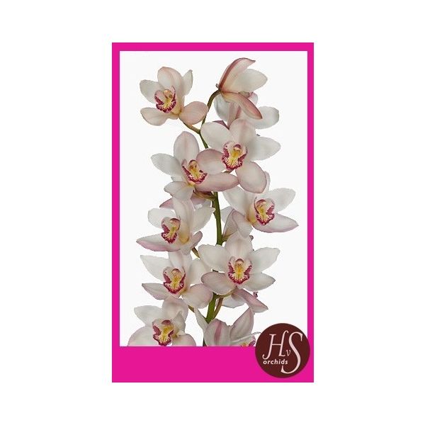 Срезанные цветы оптом Cymbidium pink mariangela от 8шт из Голландии с доставкой по России