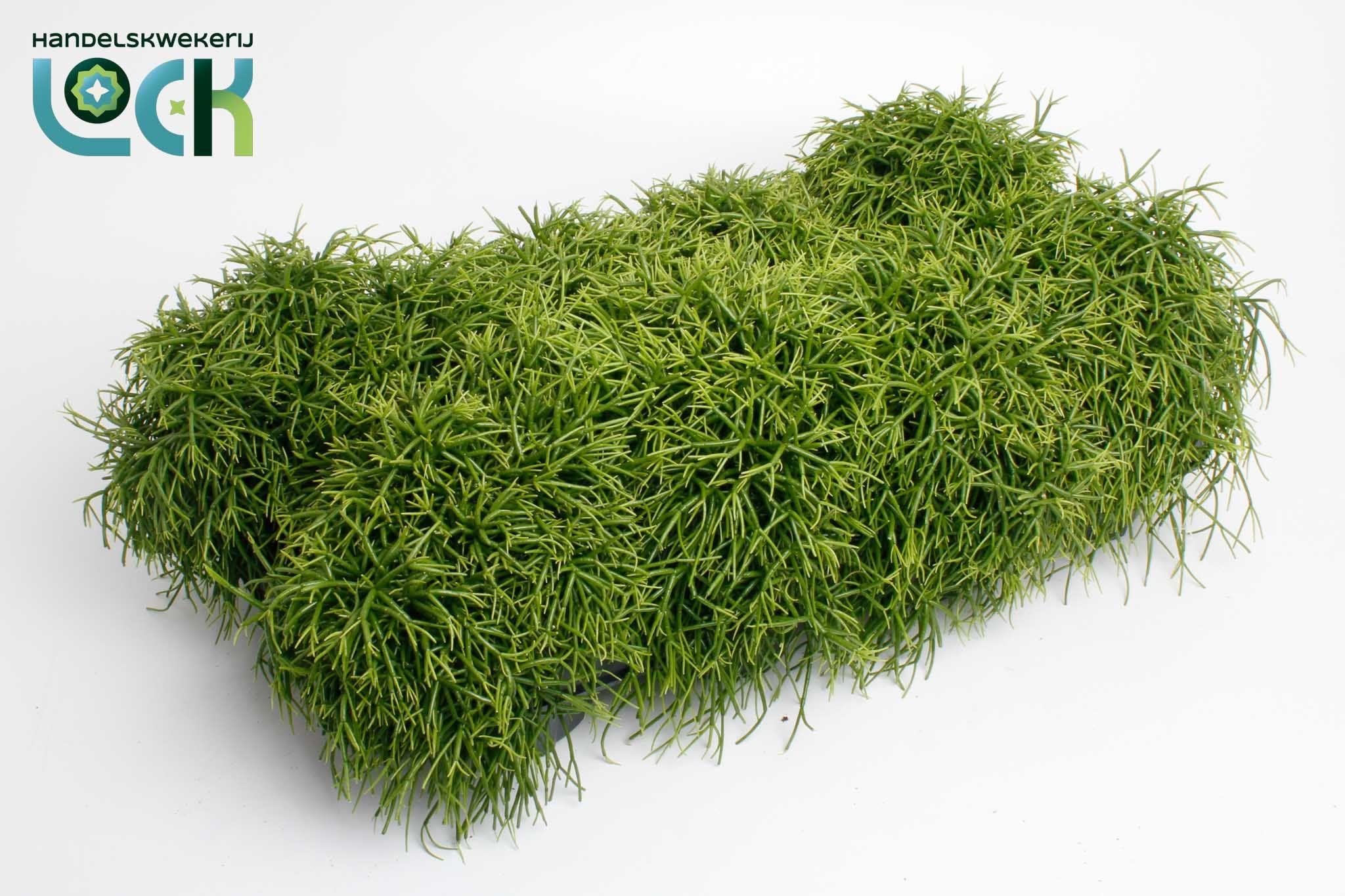 Горшечные цветы и растения оптом Rhipsalis Baccifera Oasis от 8шт из Голландии с доставкой по России