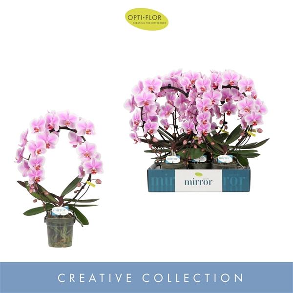 Горшечные цветы и растения оптом Phal Mirror 2st Miracle Jasmine от 5шт из Голландии с доставкой по России