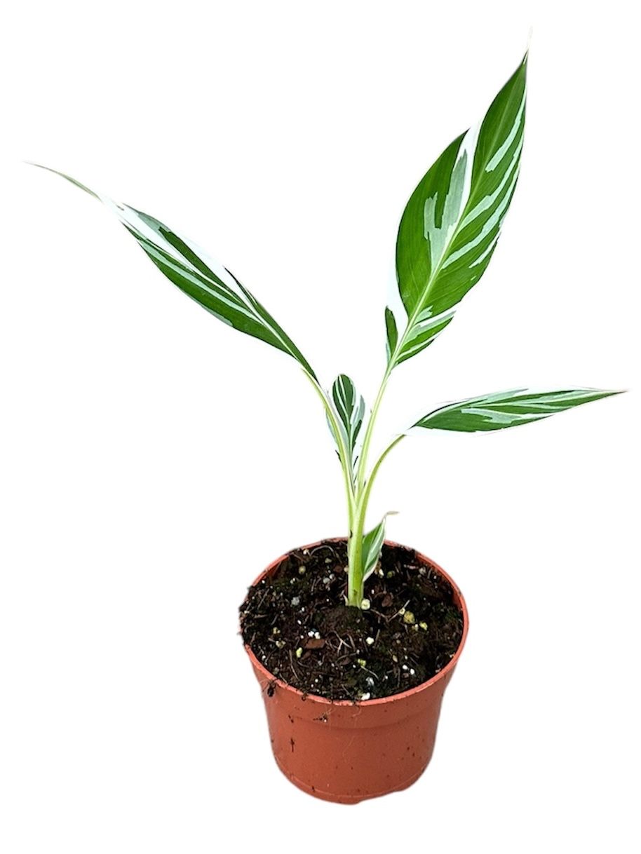 Горшечные цветы и растения оптом Musa Florida Variegata от 1шт из Голландии с доставкой по России