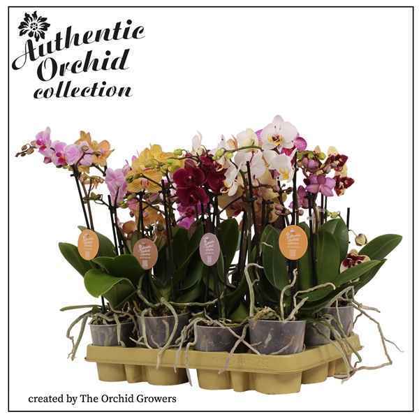 Горшечные цветы и растения оптом Phal Mini 2st Authentiek Mix (orchid Growers) от 12шт из Голландии с доставкой по России