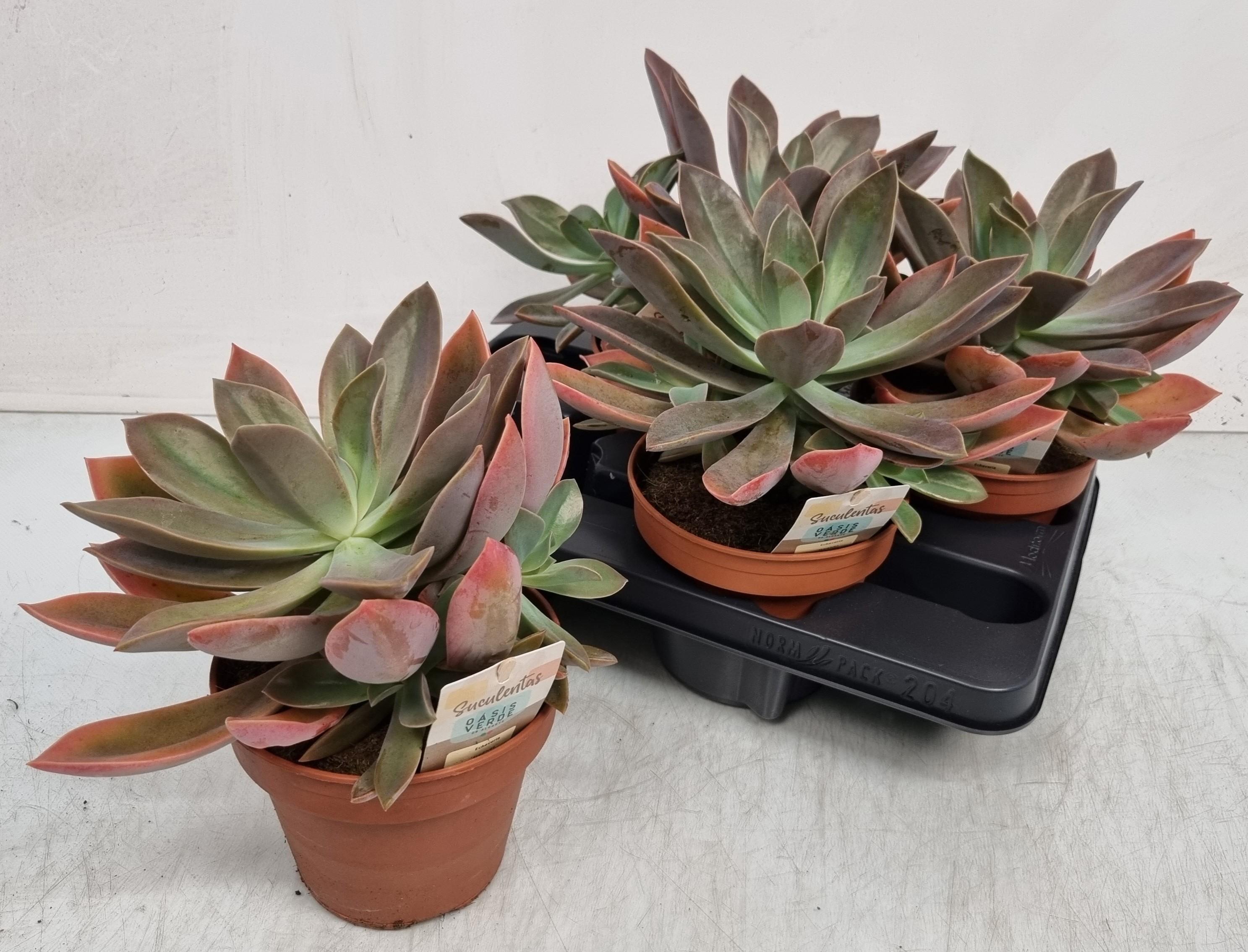 Горшечные цветы и растения оптом Echev Ov от 4шт из Голландии с доставкой по России