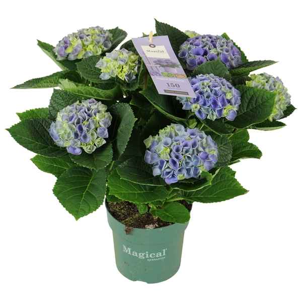 Горшечные цветы и растения оптом Hydrangea Magical Evolution ® Blue 7/8 Flowers от 6шт из Голландии с доставкой по России