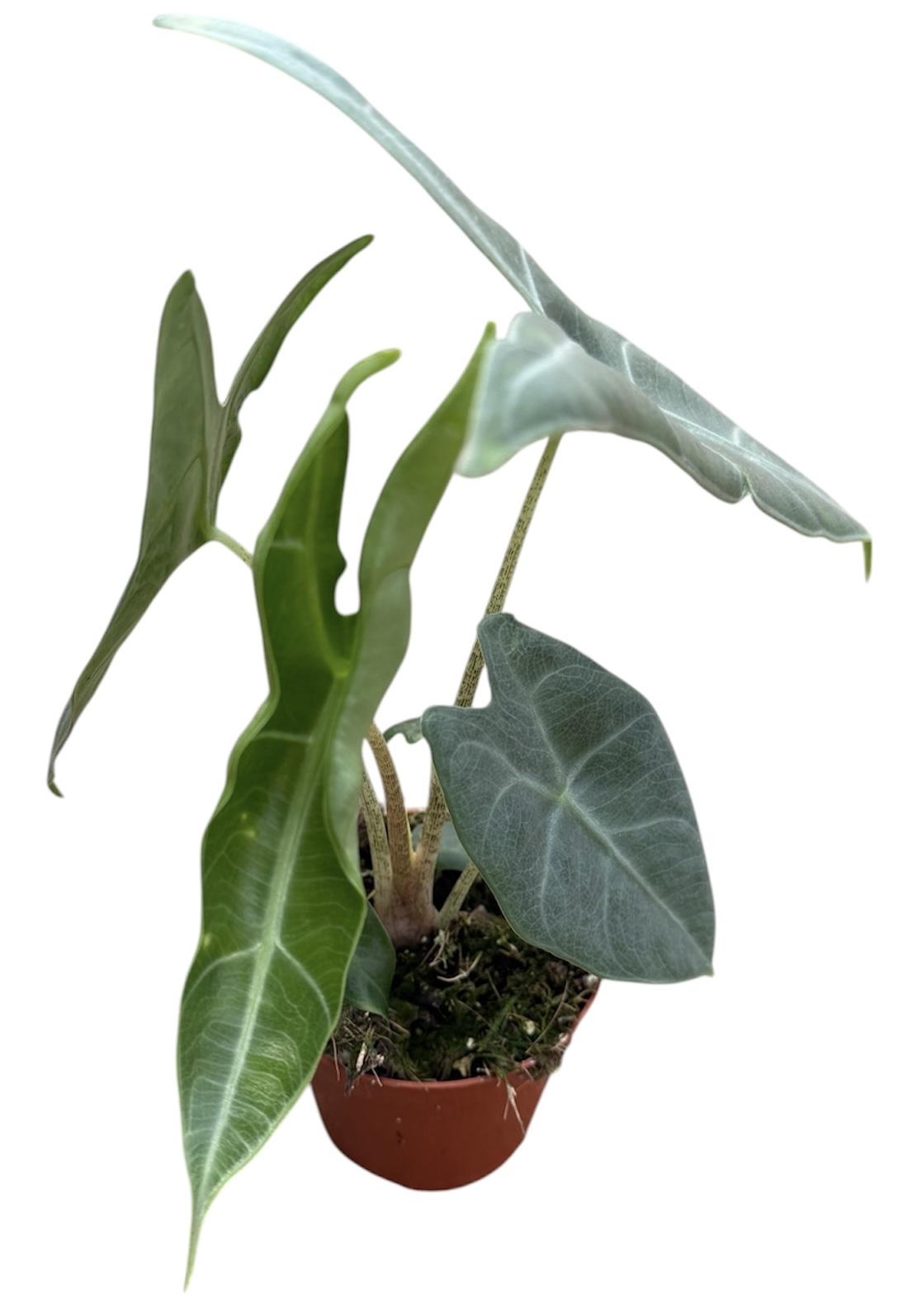 Горшечные цветы и растения оптом Alocasia Longiloba Silver Crown от 1шт (для телеги) из Голландии с доставкой по России