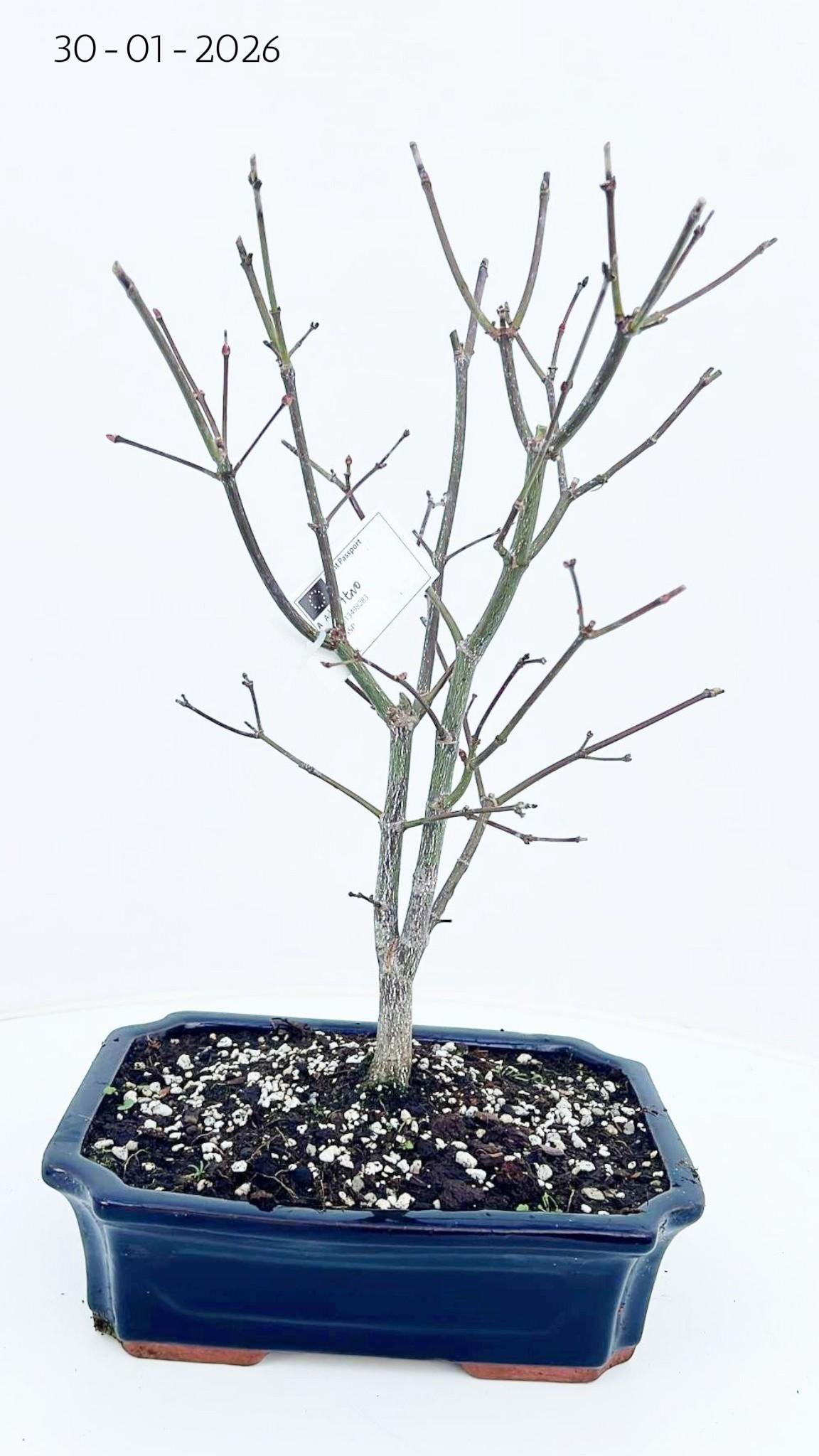 Горшечные цветы и растения оптом Acer Palmatum seiryu, Pot 25cm. от 3шт из Голландии с доставкой по России