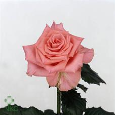 Срезанные цветы оптом Rosa large amsterdamот 20шт из Голландии с доставкой по России