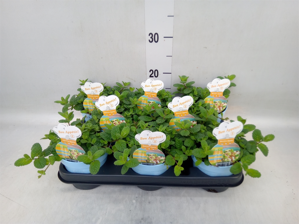 Горшечные цветы и растения оптом Mentha Suaveolens от 8шт из Голландии с доставкой по России