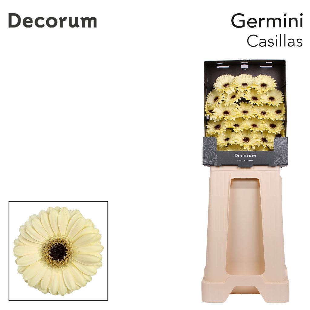 Срезанные цветы оптом Germini diamond cassilias от 75шт из Голландии с доставкой по России