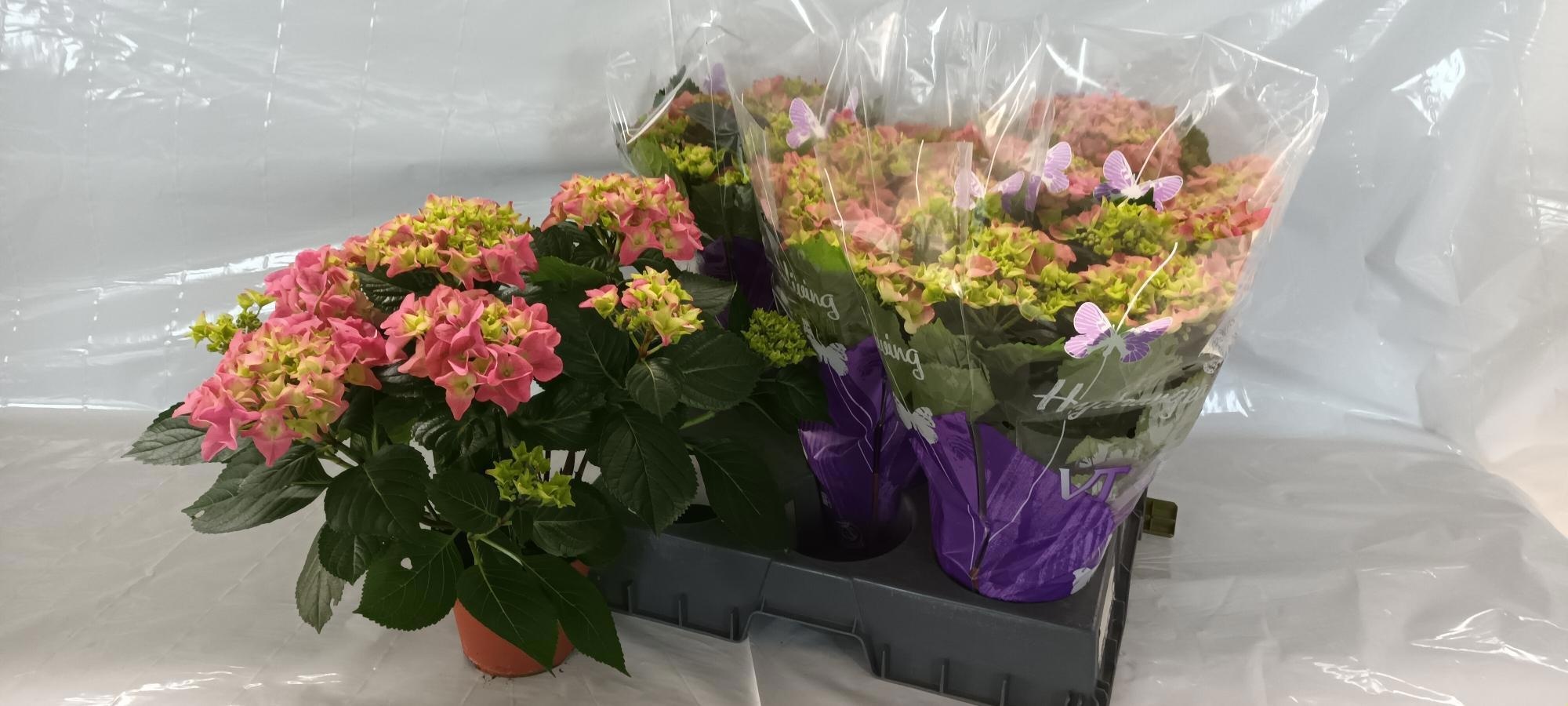 Горшечные цветы и растения оптом Hydr M Early Rosa от 5шт из Голландии с доставкой по России