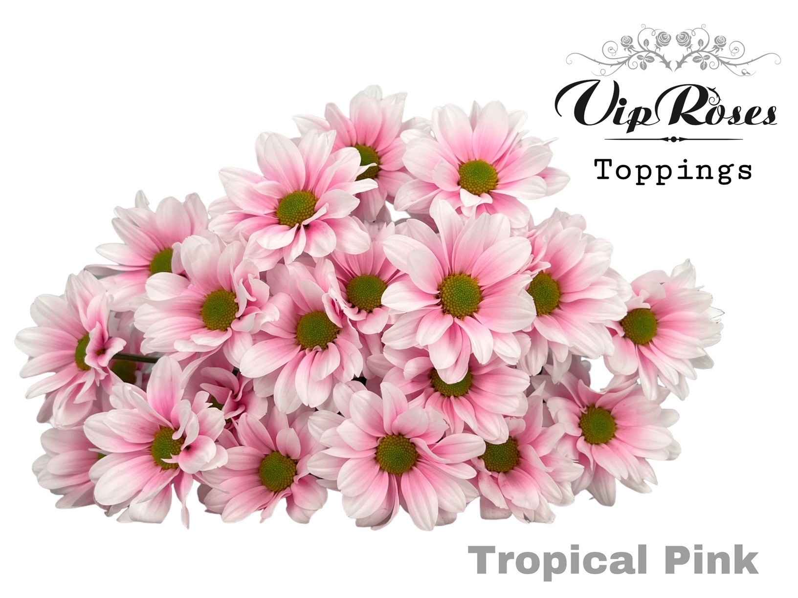 Срезанные цветы оптом Chrys sp paint tropical pink от 20шт из Голландии с доставкой по России