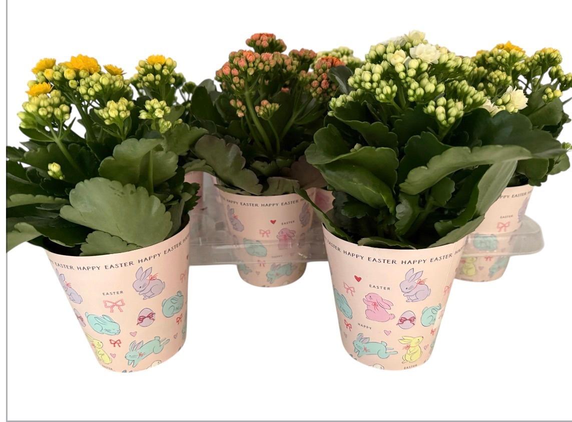 Горшечные цветы и растения оптом Kal Ge Gem от 8шт' из Голландии с доставкой по России