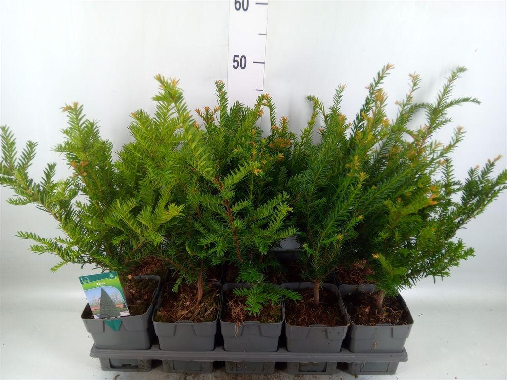 Горшечные цветы и растения оптом Taxus Baccata от 10шт из Голландии с доставкой по России