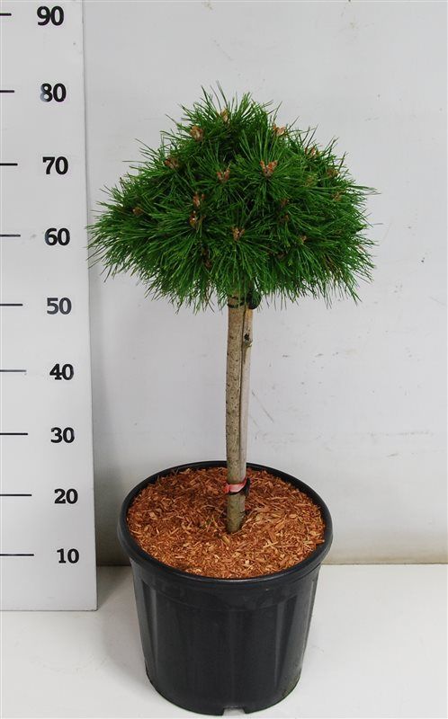 Горшечные цветы и растения оптом Pinus Mugo Benjamin от 1шт из Голландии с доставкой по России