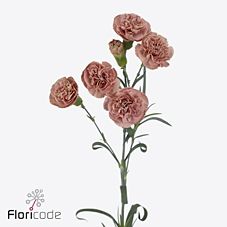 Срезанные цветы оптом Dianthus sp miss indie от 60шт из Голландии с доставкой по России