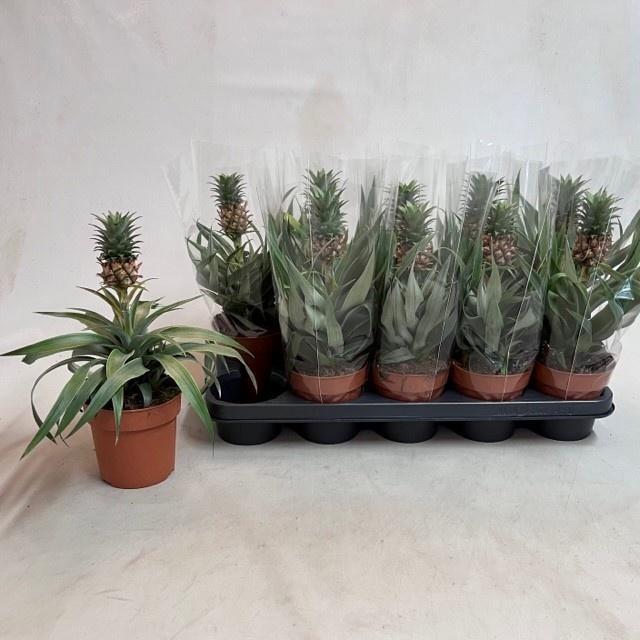Горшечные цветы и растения оптом Ananas Mi Amigo от 10шт из Голландии с доставкой по России