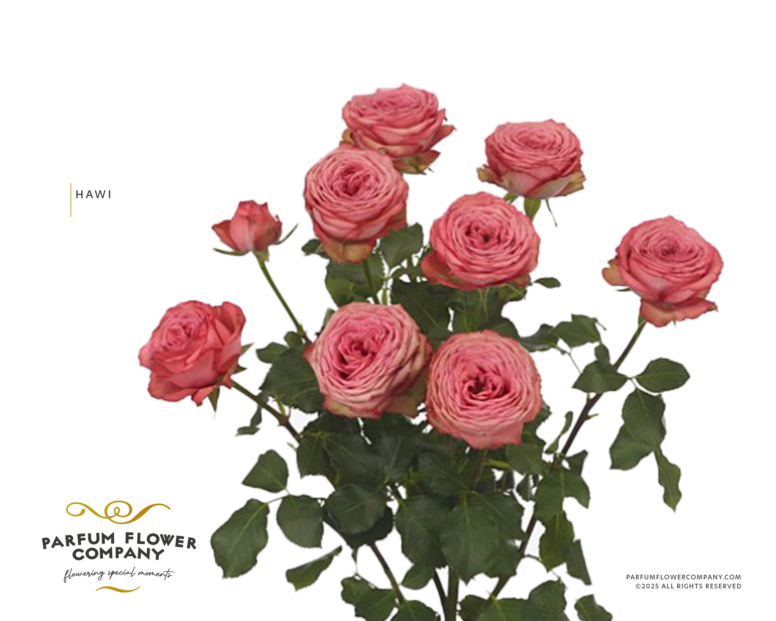 Срезанные цветы оптом Rosa spray hawi от 12шт из Голландии с доставкой по России