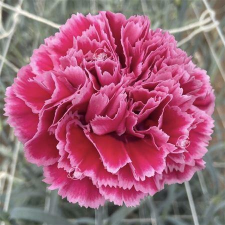 Срезанные цветы оптом Dianthus st nobbio frenzy от 80шт из Голландии с доставкой по России