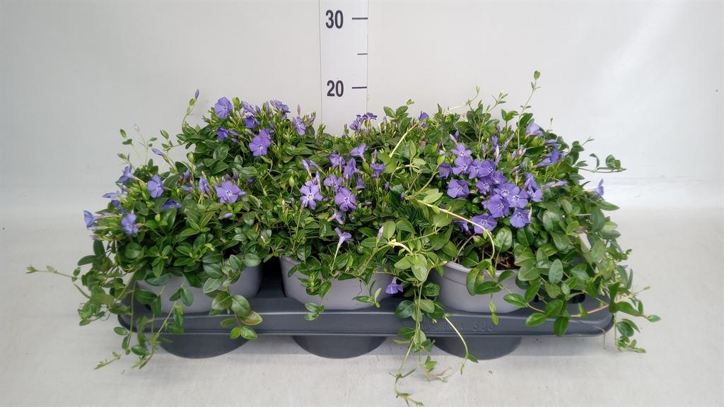 Горшечные цветы и растения оптом Vinca Minor от 6шт из Голландии с доставкой по России