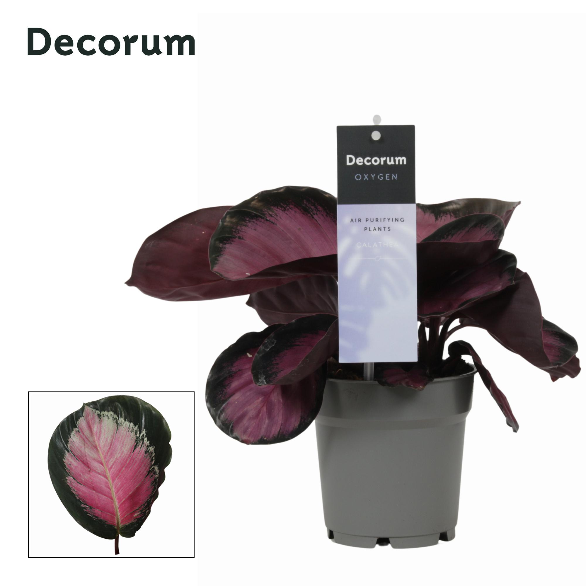 Горшечные цветы и растения оптом Calathea Rosy Roseo Picta (decorum) от 6шт из Голландии с доставкой по России