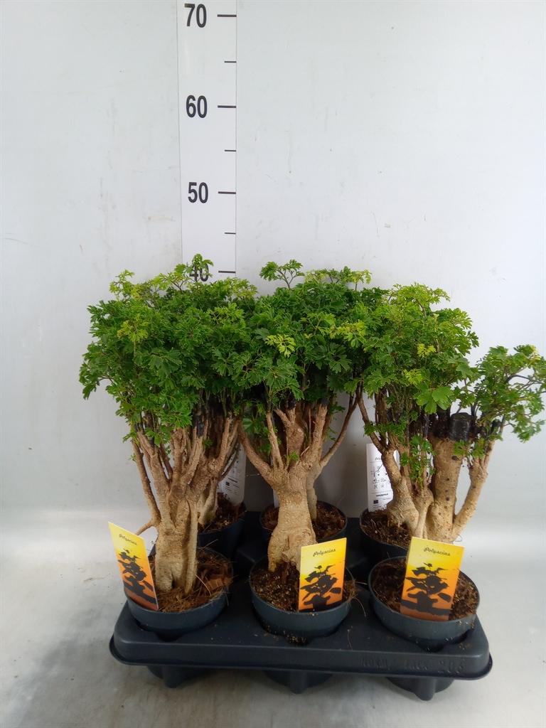 Горшечные цветы и растения оптом Polyscias Fruticosa от 6шт из Голландии с доставкой по России