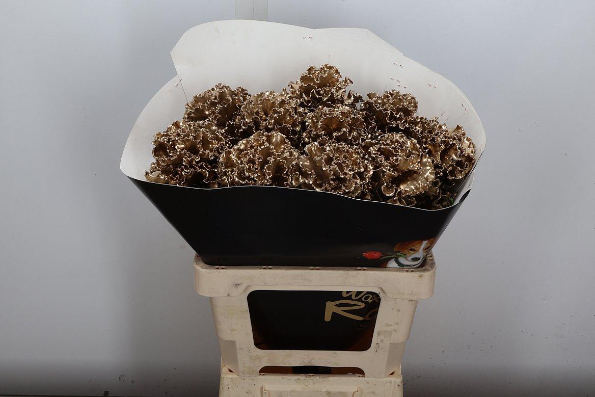 Срезанные цветы оптом Brassica wax fringed gold от 10шт из Голландии с доставкой по России