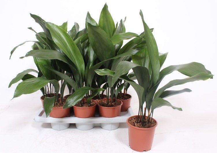 Горшечные цветы и растения оптом Aspidistra Elatior 9+ от 7шт из Голландии с доставкой по России