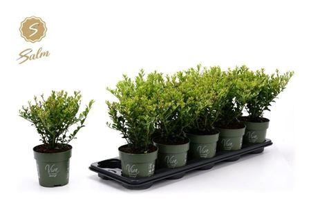 Горшечные цветы и растения оптом Ilex Crenata Jenny от 10шт из Голландии с доставкой по России