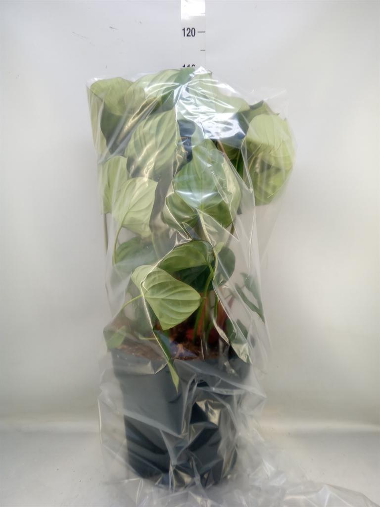 Горшечные цветы и растения оптом Philodendron   ... от 1шт из Голландии с доставкой по России