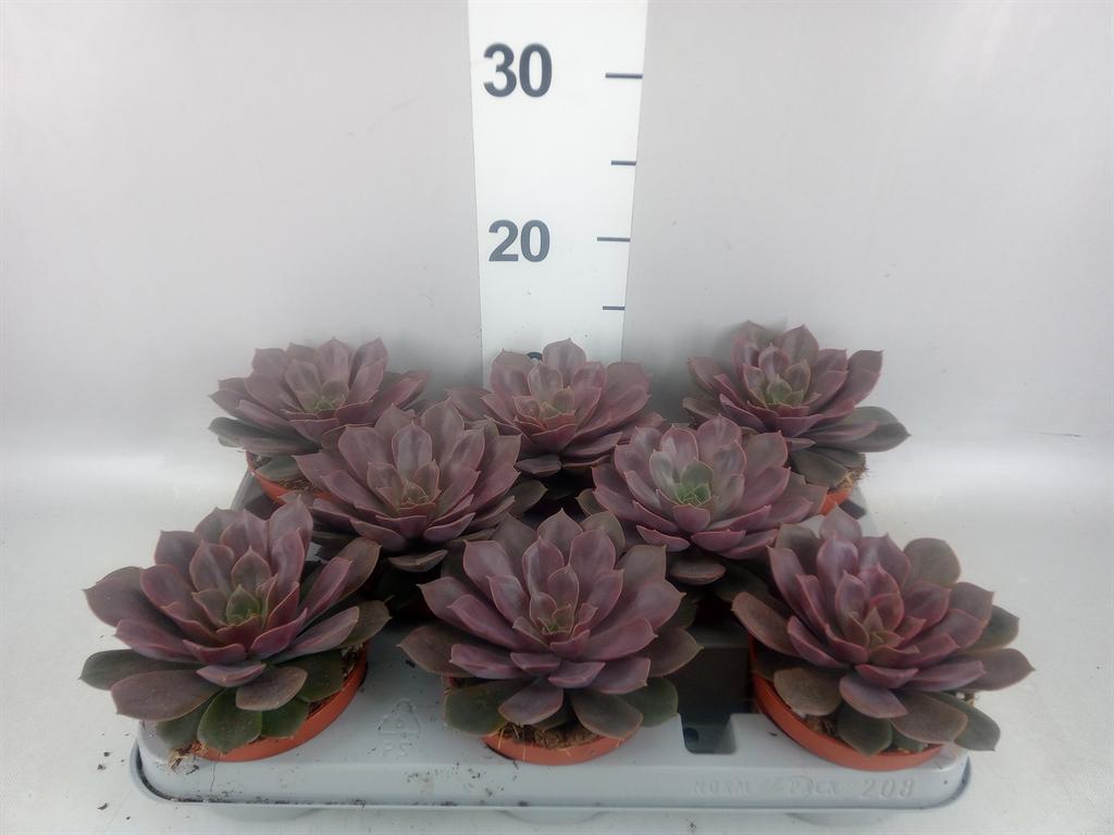 Горшечные цветы и растения оптом Echeveria ... AA от 8шт из Голландии с доставкой по России