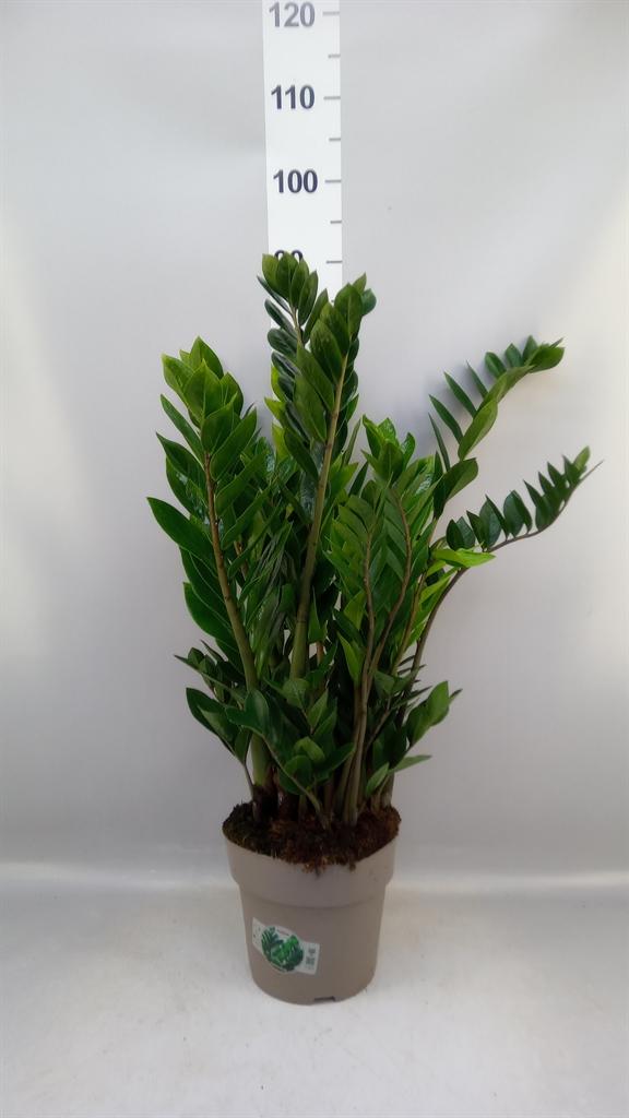 Горшечные цветы и растения оптом Zamioculcas 8+ Veren от 1шт из Голландии с доставкой по России