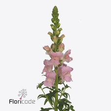 Срезанные цветы оптом Antirrhinum maryland pink от 40шт из Голландии с доставкой по России