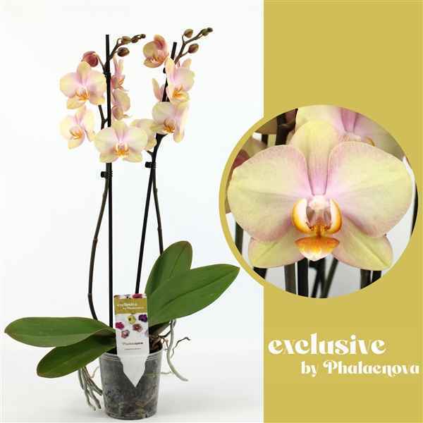 Горшечные цветы и растения оптом Phal 2st Sparks 14+ (phalaenova) от 10шт из Голландии с доставкой по России