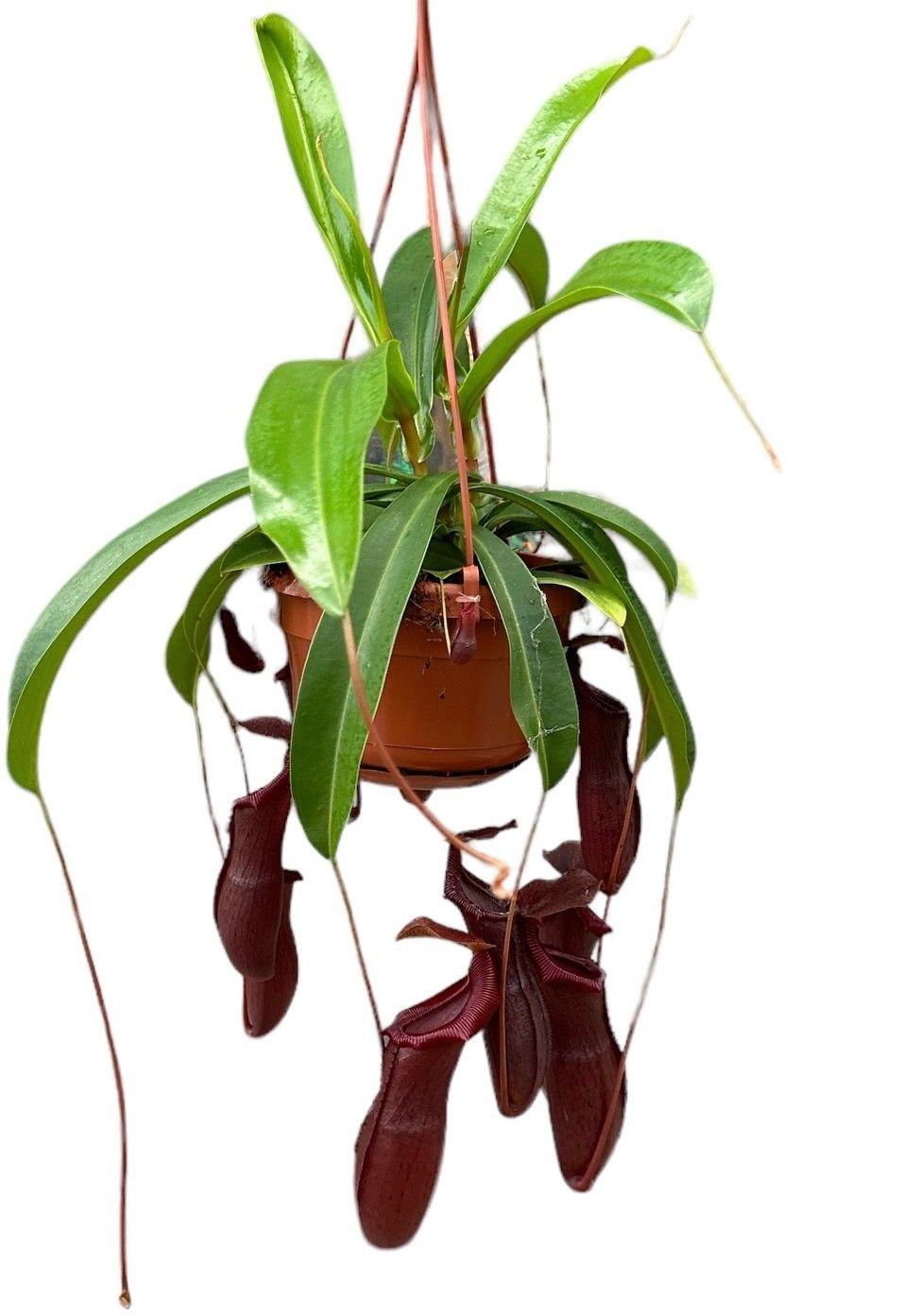Горшечные цветы и растения оптом Nepenthes Monkey Jars Bill от 4шт из Голландии с доставкой по России