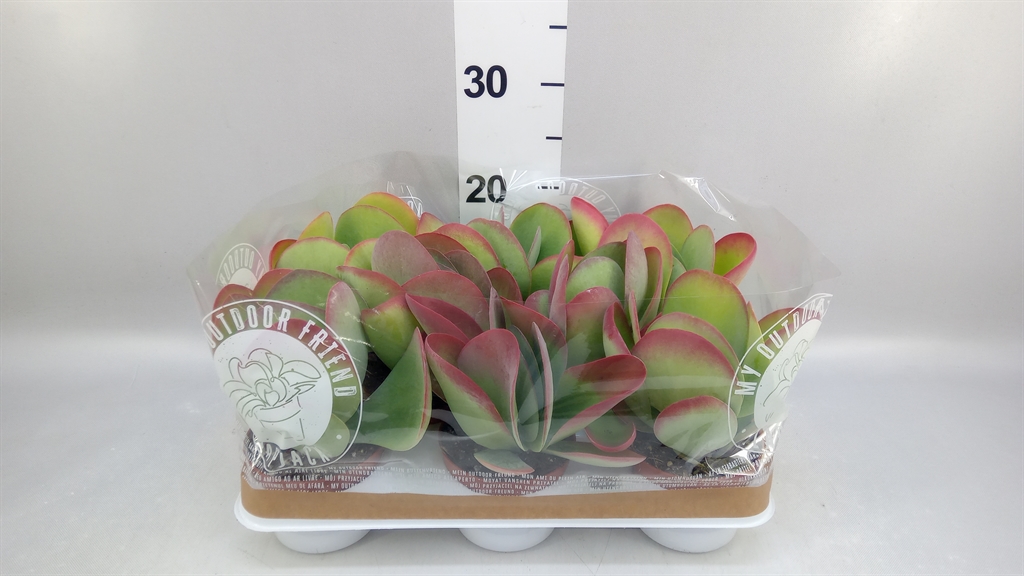 Горшечные цветы и растения оптом Kalanchoe Nf Thyrsiflora от 8шт из Голландии с доставкой по России
