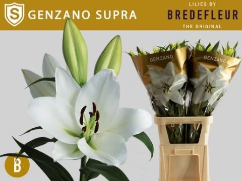 Срезанные цветы оптом Lilium or genzano supra от 30шт из Голландии с доставкой по России